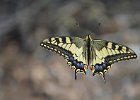 5 - Swallowtail Butterfly.jpg